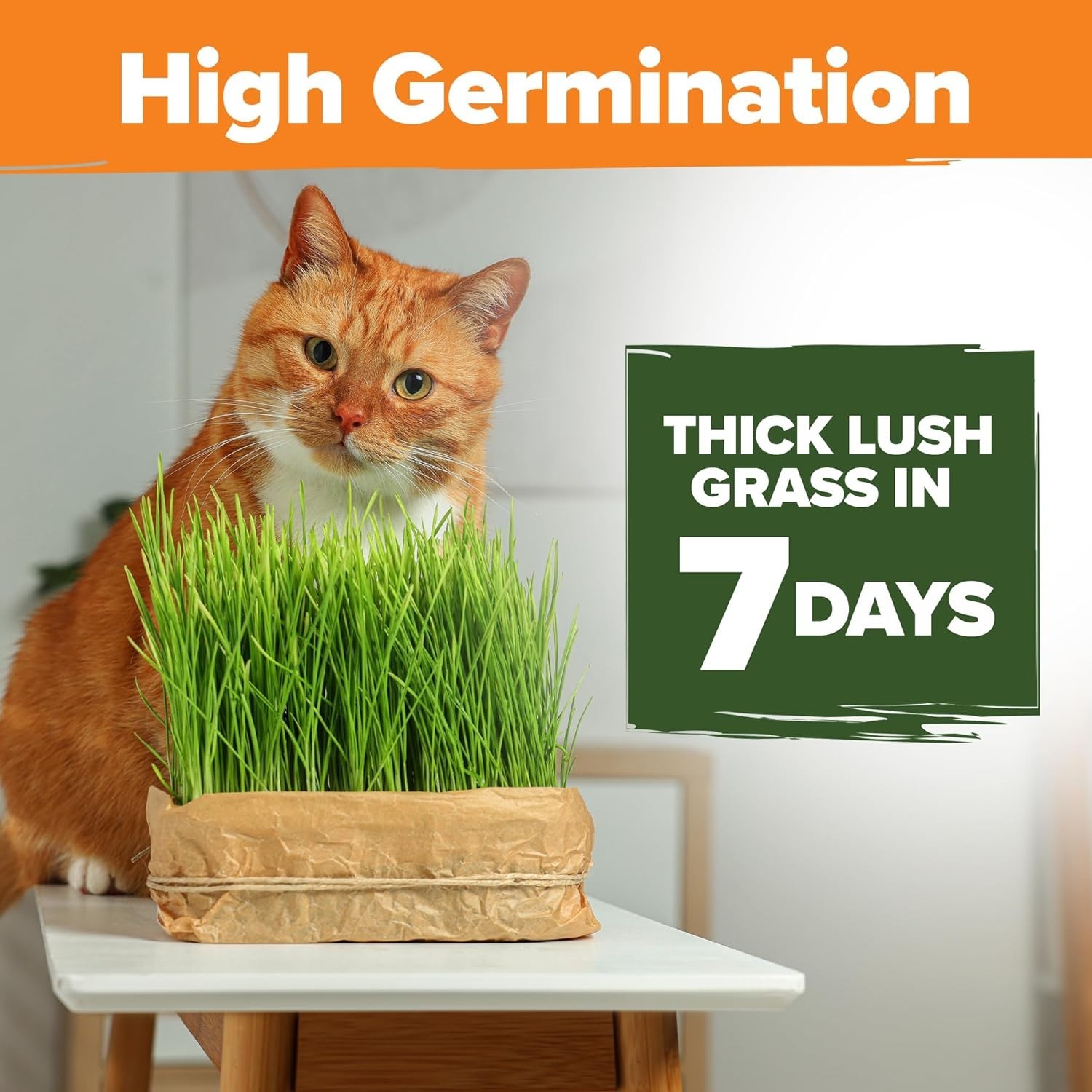 Pet Friendly Cat Grass Seeds – 1lb Non-GMO Oat & Barley for Indoor Chewing