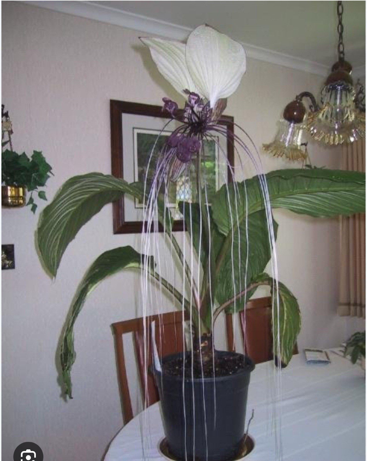 White Bat Flower-Tacca integrifolia-aka Black Lily-SMALL ROOTED STARTER Plant