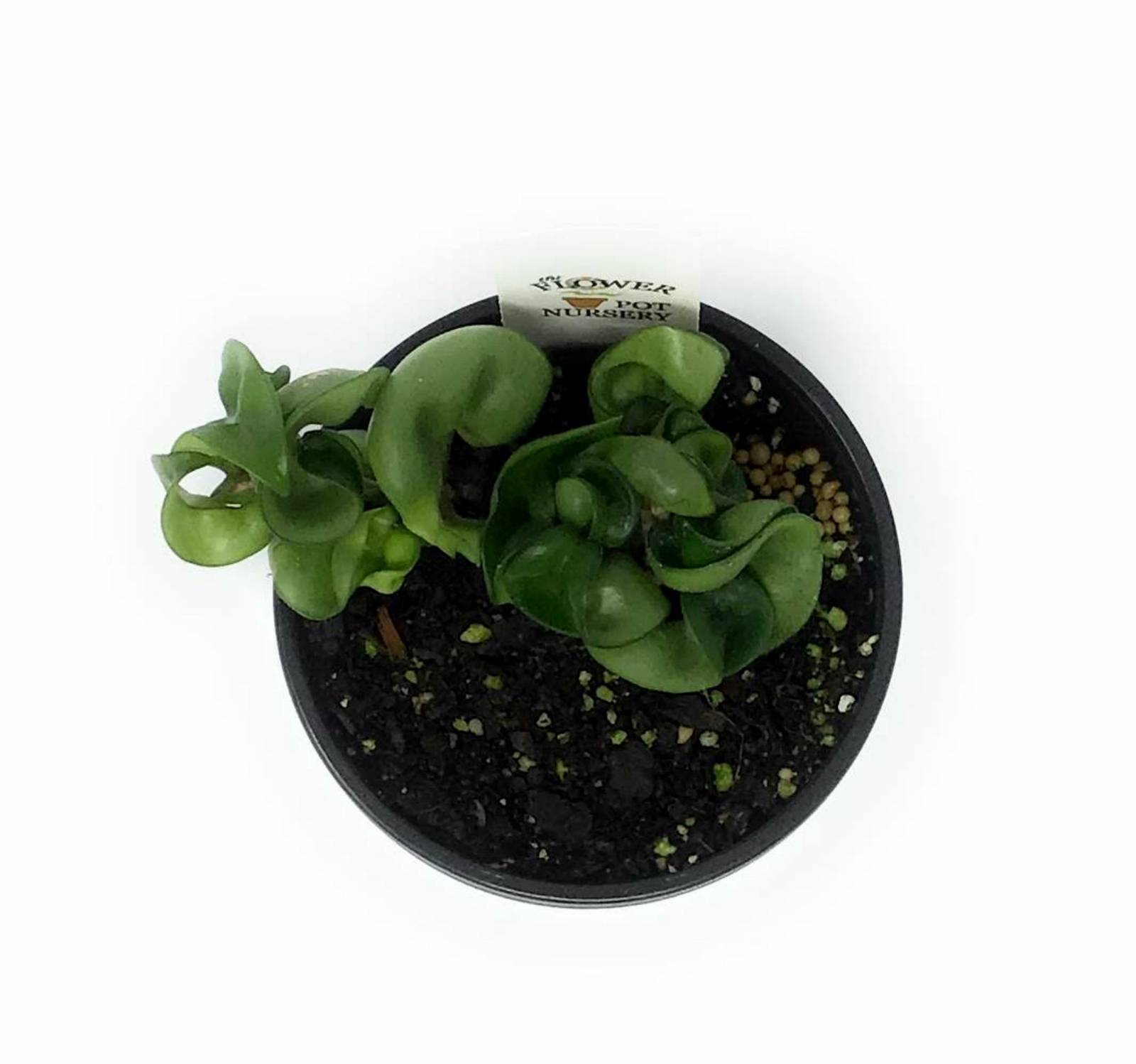 FlowerPotNursery Hindu Rope Hoya Wax Plant Hoya carnosa Hindu Rope 4″ Pot