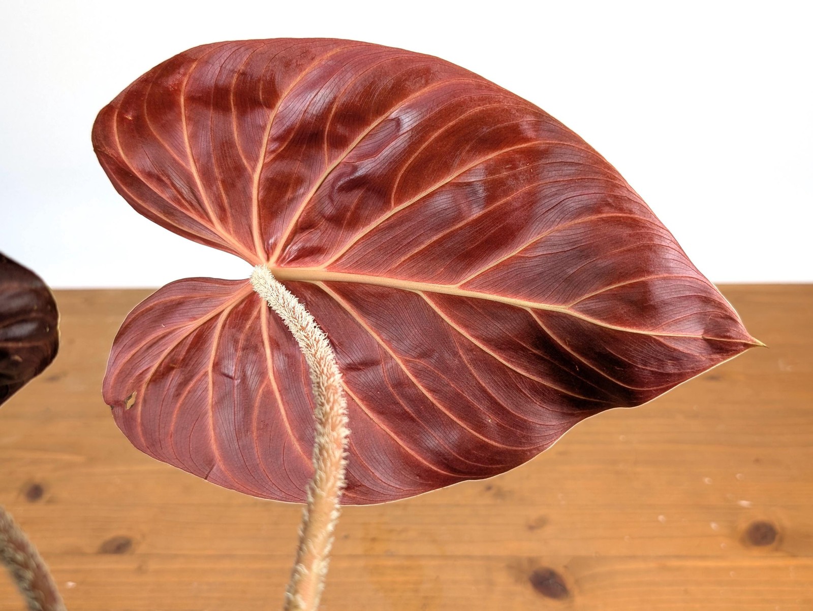 Philodendron Verrucosum ‘Amazon Sunset’ Deep Vibrant Red Backed Velvety Soft