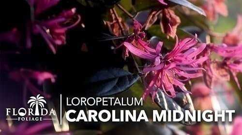 Loropetalum Carolina Midnight | Live Plants | Chinensis Rubrum | Evergreen…