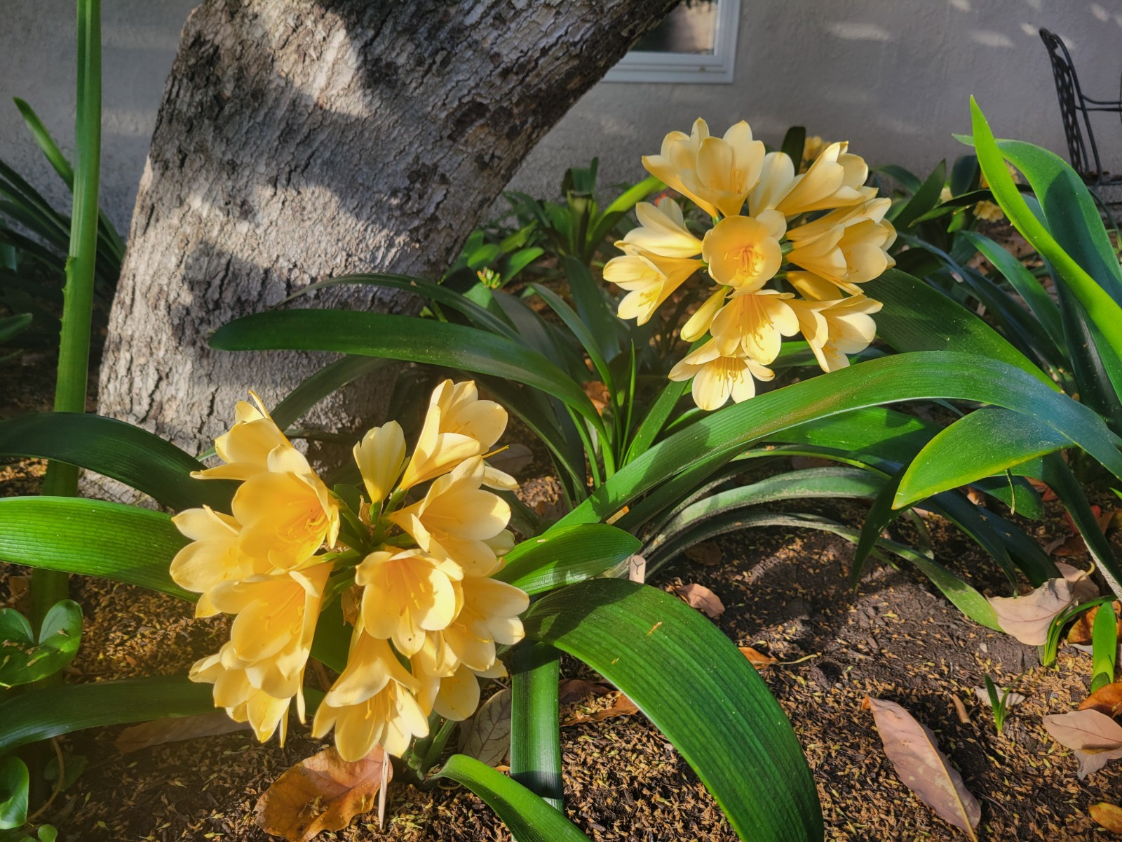 Yellow Clivia Offset