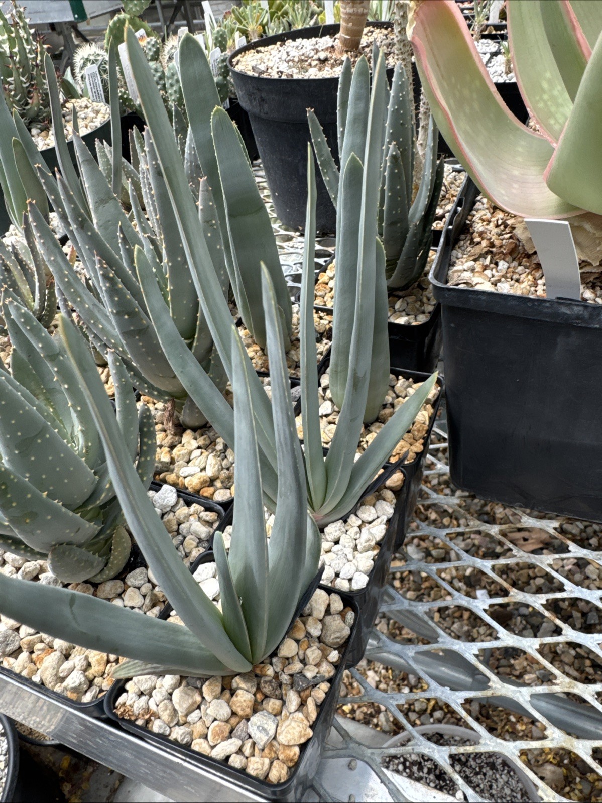 Fan aloe (Kumara plicatilis, formerly Aloe plicatilis) Succulent Seed Grown