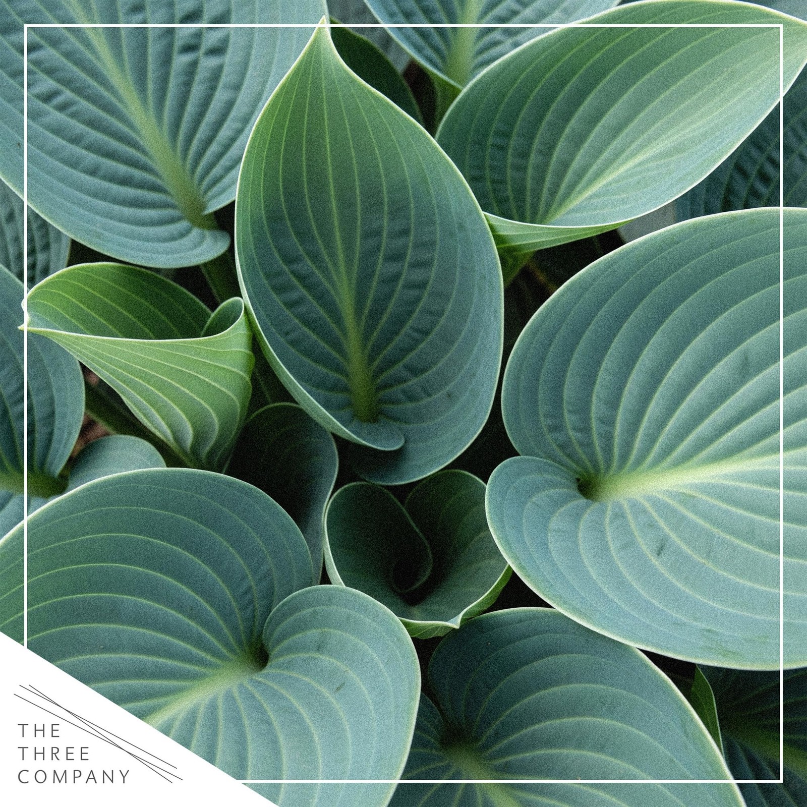 Perennial Hosta Plants Abiqua Drinking Gourd, 10″ Tall, 3Pack in 1 Qt Pot