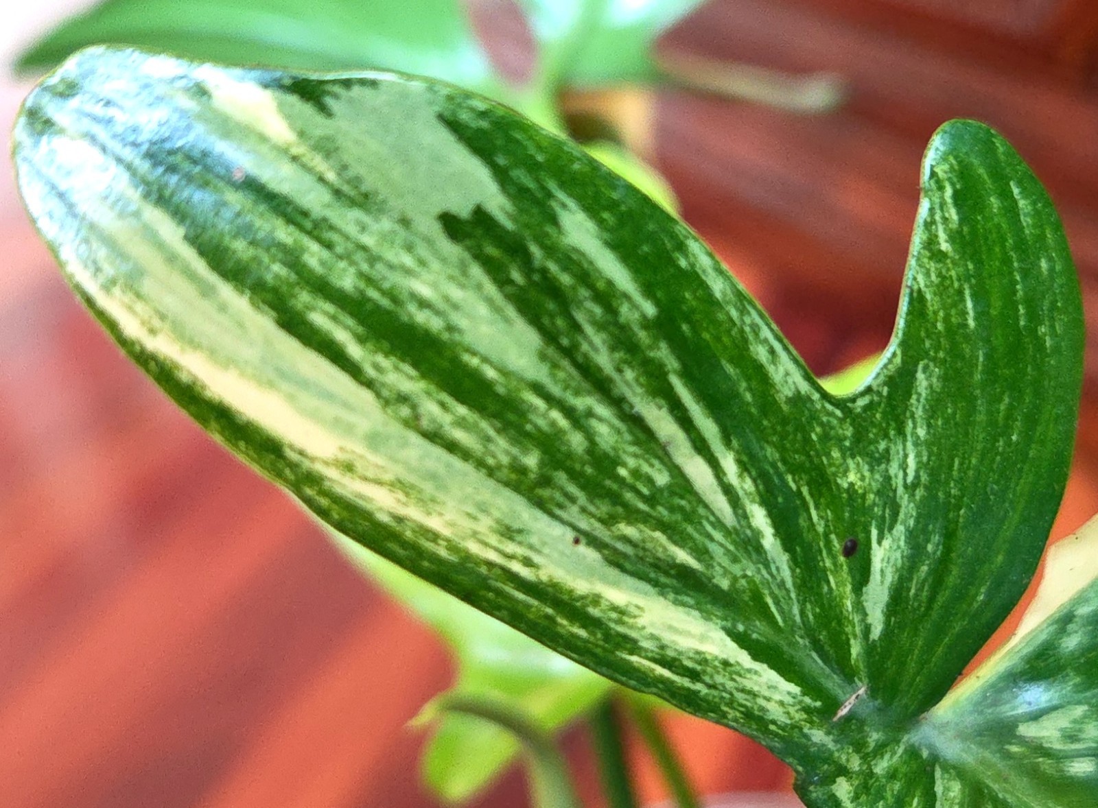 Rare Philodendron Variegated Pedatum 12″ Tall Not Monstera Anthurium Aroid