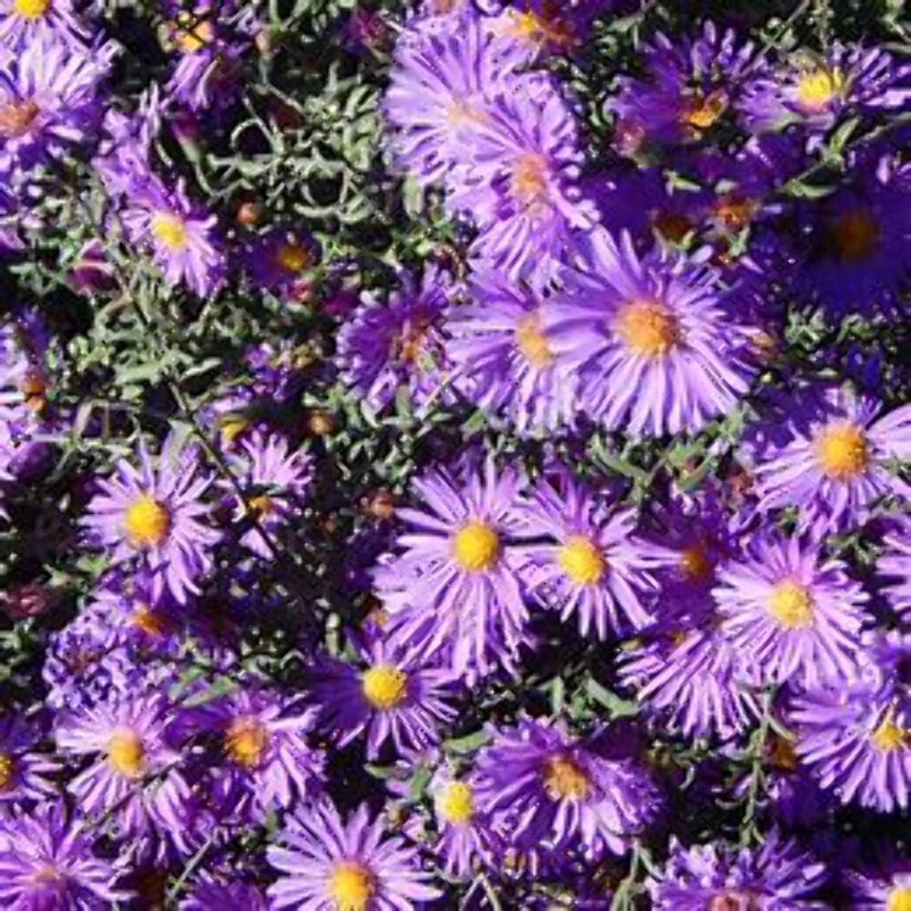 New England Aster Seeds – about 100 Seeds, Full-Part Sun, Perennial Flowers