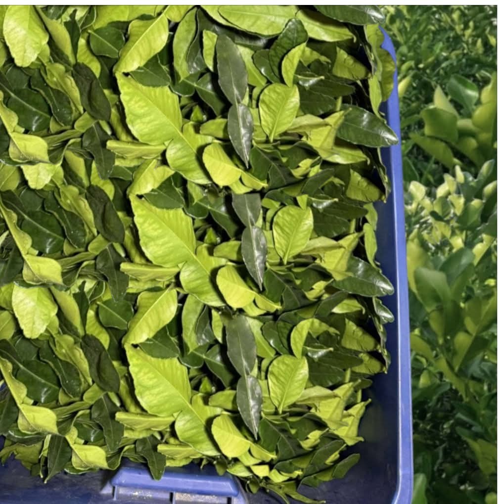 Kaffir Lime Tree Live Plant – Healthy Potted Citrus 24 Inches Tall