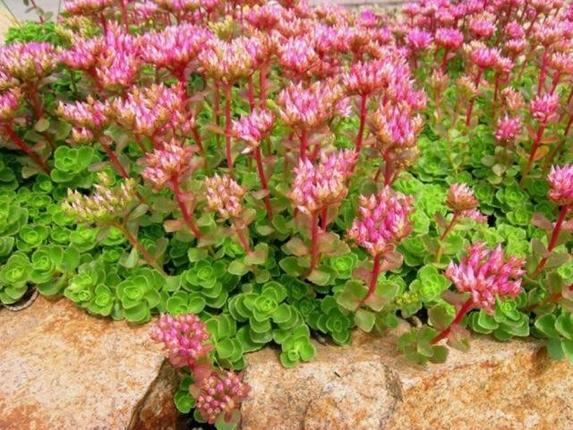 Sedum Spurium ‘Fuldaglut’ (Caucasian Stonecrop) Pot