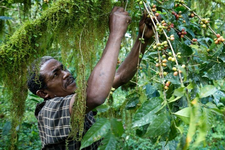 Ethiopian Harrar Queen City Coffee Bean Tree Seeds (25) / RARE