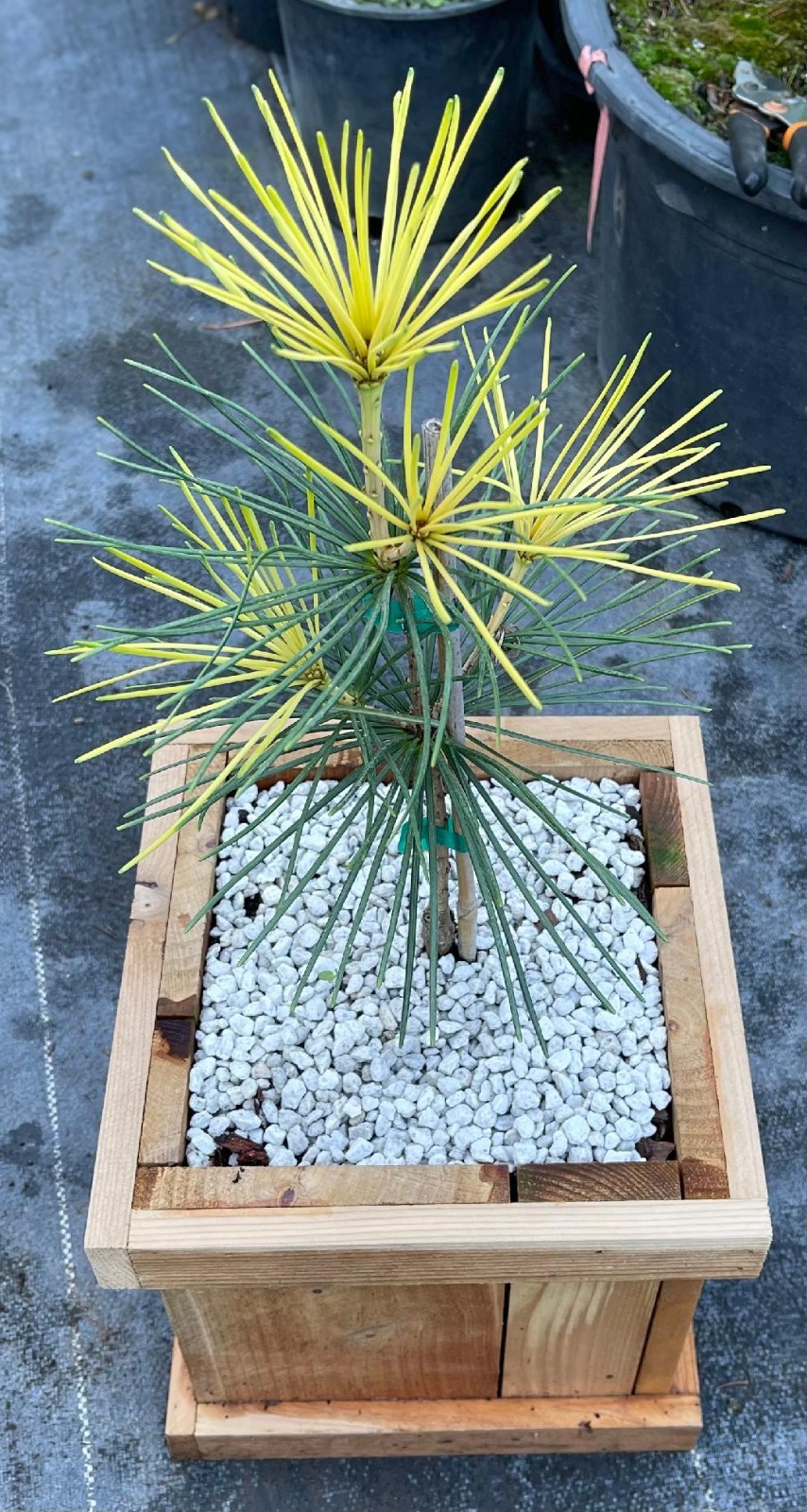 Sciadopitys verticillata ‘Golden Parasol’ (Golden Parasol Umbrella Pine), Rare1