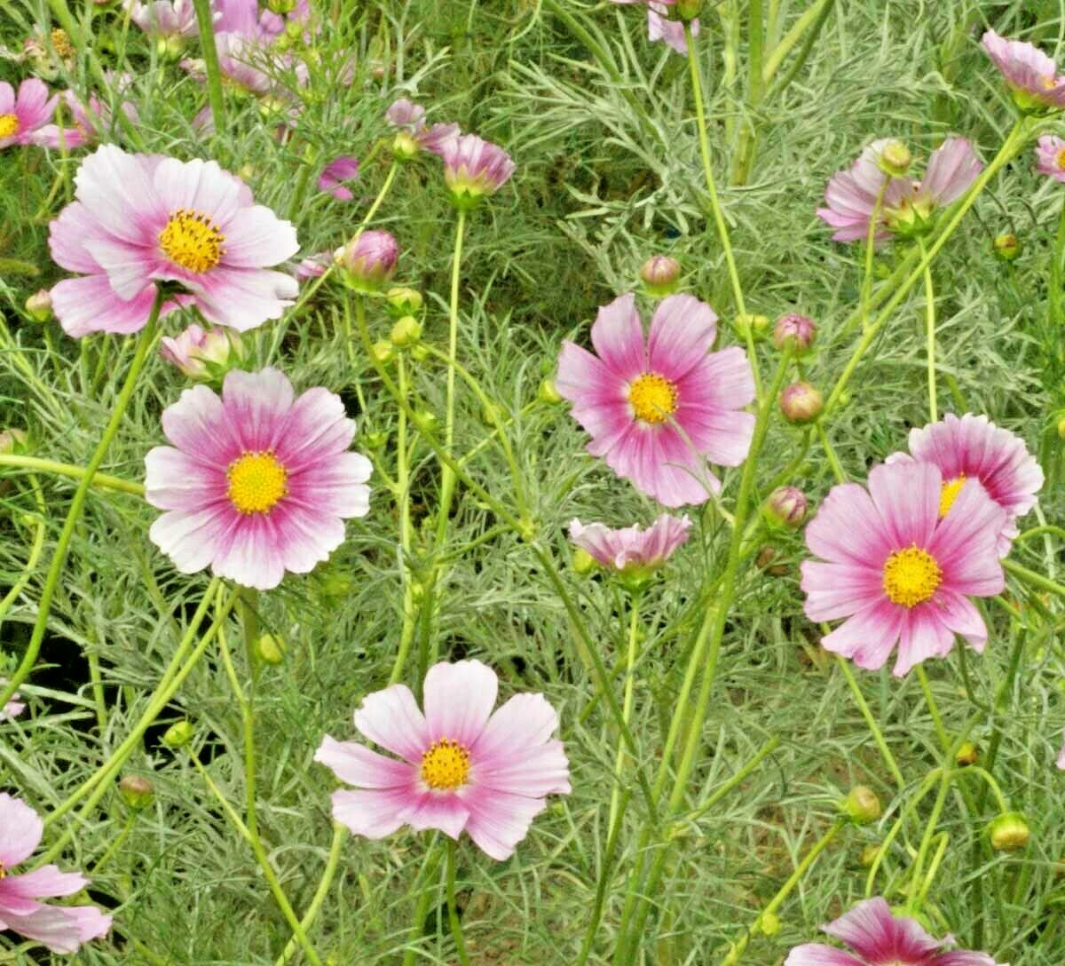 300+COSMOS DAYDREAM Seeds Wildflower Heat Drought Poor Soils Pollinators Easy