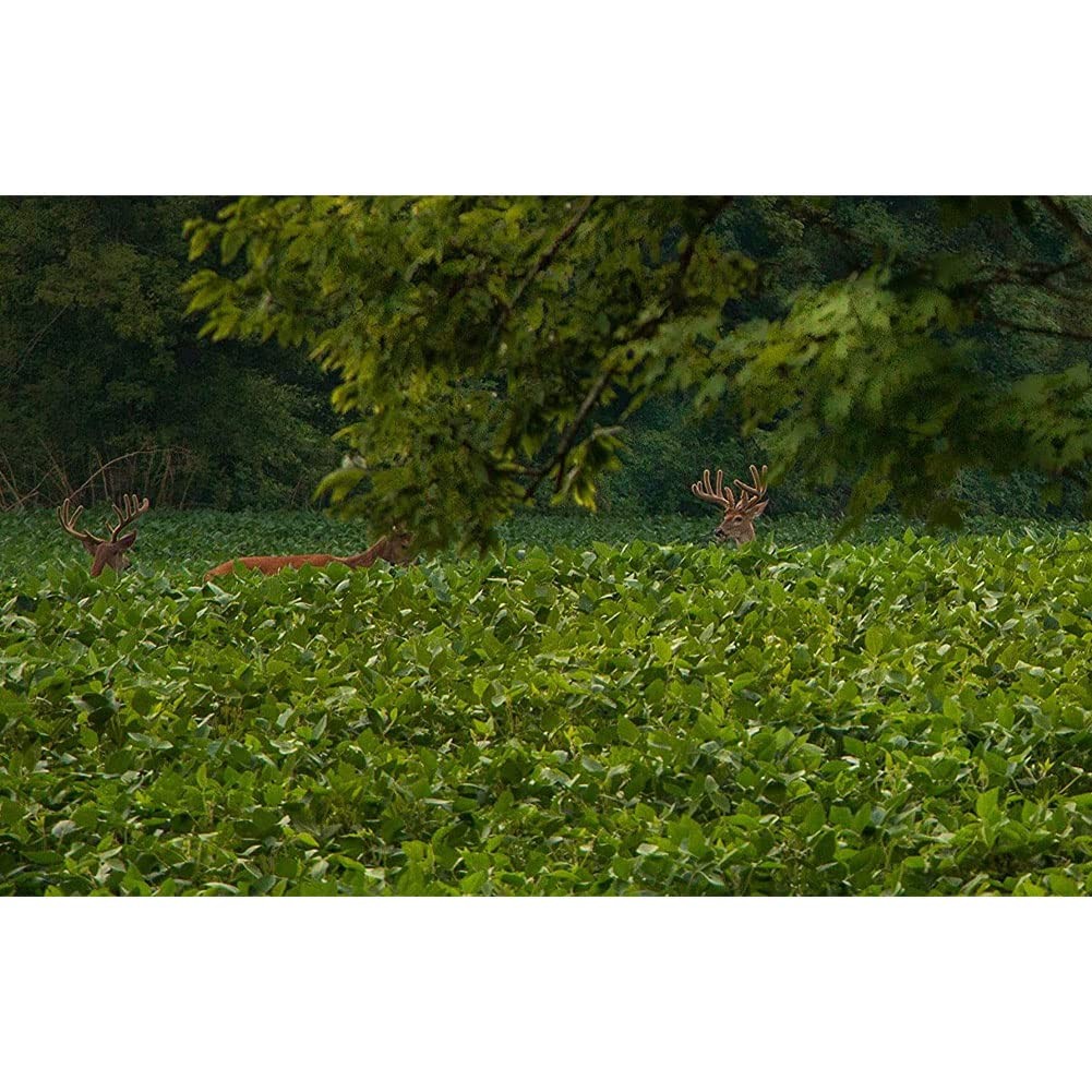 EVOLVED HARVEST Throw & Gro NoTill Forage for Deer EasytoPlant FastGrowing F…