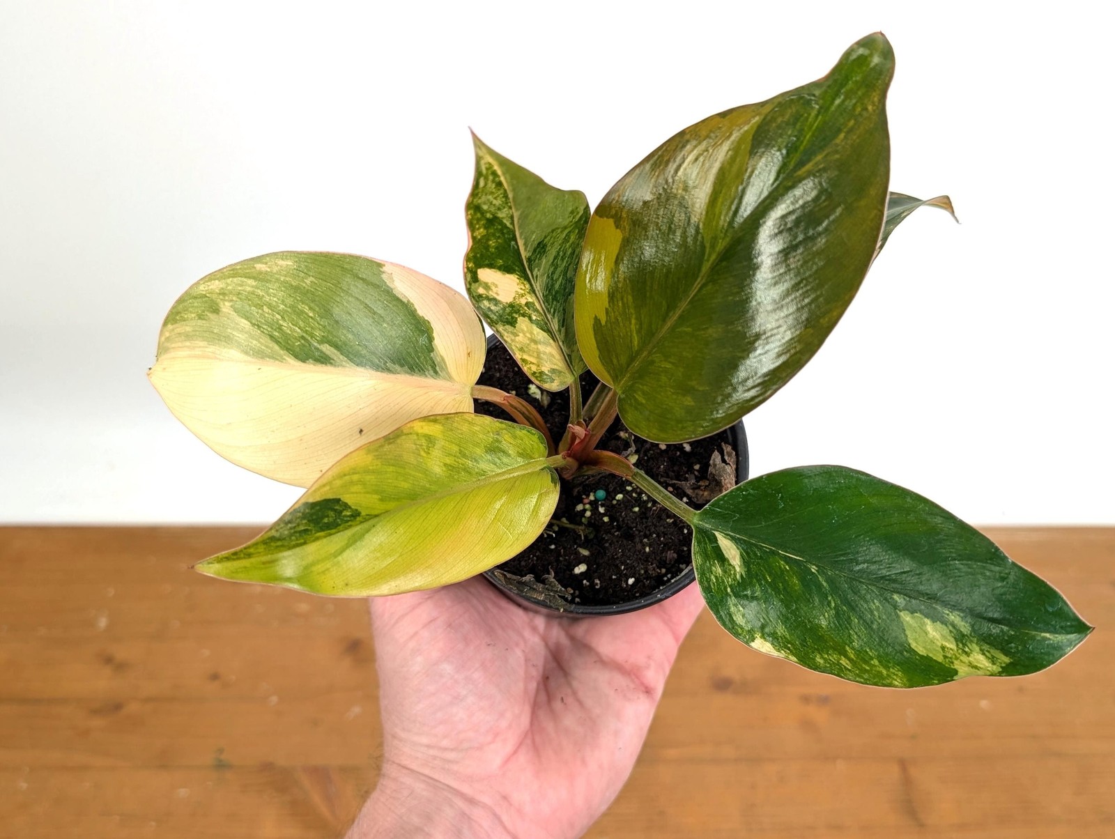Philodendron Red Congo Variegated Plants | 4″ or 6″ pot