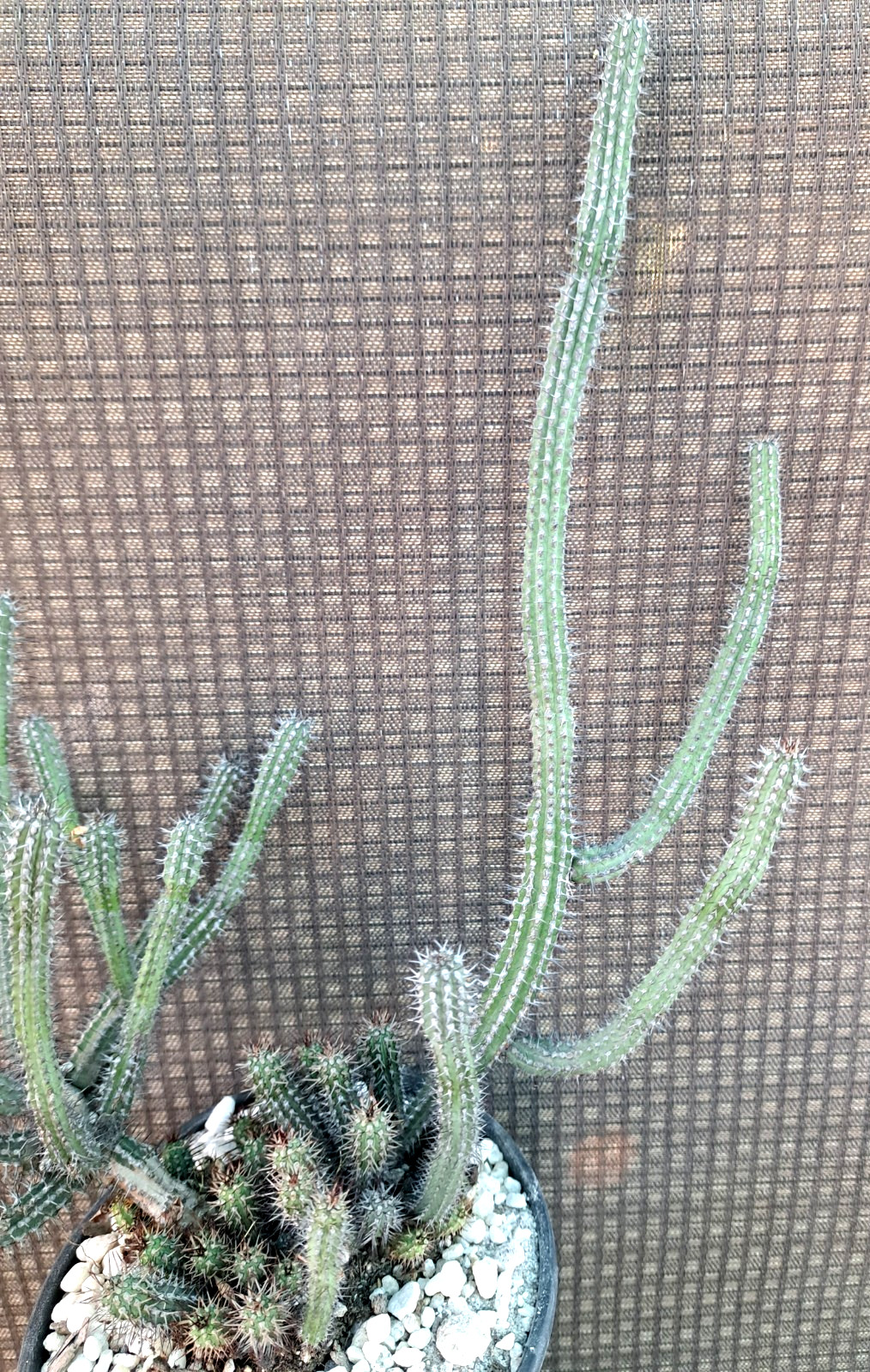 Euphorbia Baioensis Specimen Clump Plant 14H Large Cactus Succulent