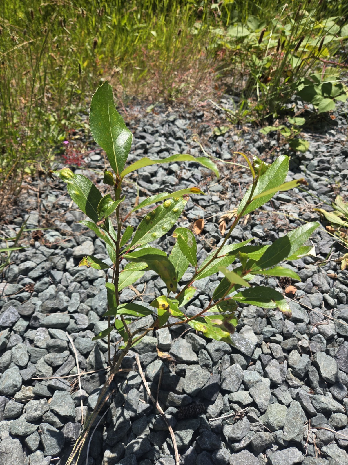 (2) Live Black Cottonwood Bare Root Tree 12-24″ Fast Growing