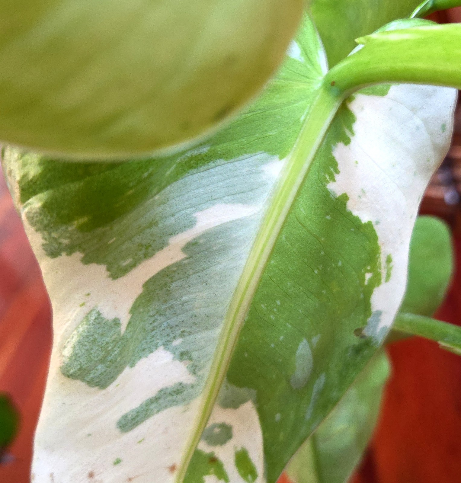 Rare Philodendron Mutant Jose Buono 27″ Wide Not Monstera Anthurium Syngonium