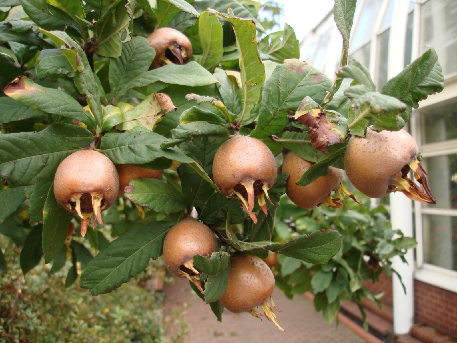 8-12” tall Large Russian Medlar tree, Mespilus germanica, grafted