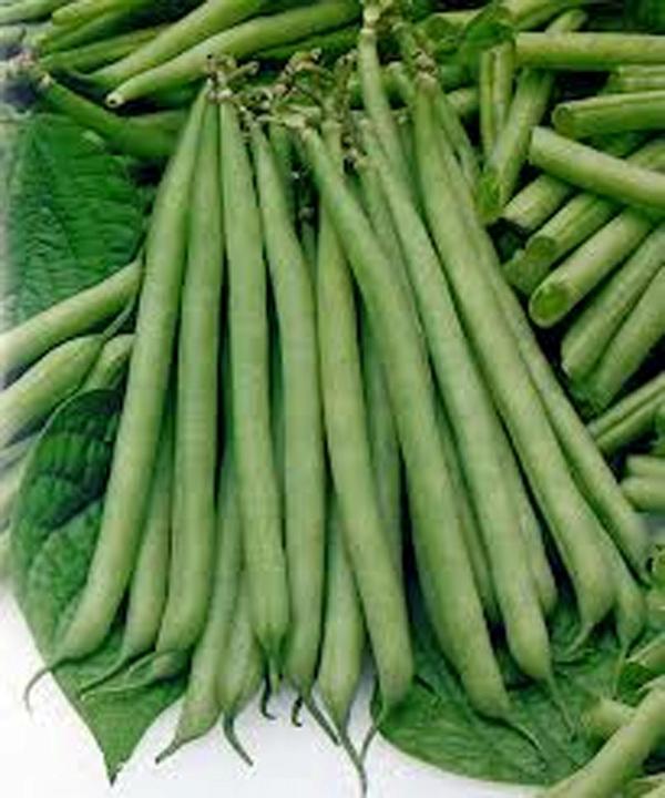 Slenderette Bush Bean Seeds, NON Gmo, 20+ Seeds, Great Tasting and Health