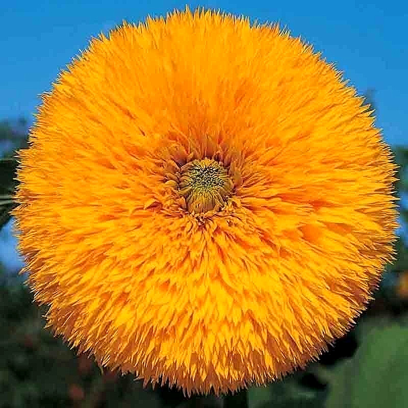 50+ DOUBLE TALL TEDDY SUNFLOWER SEEDS SPRING NON-GMO GIANT RARE BUTTERFLIES USA