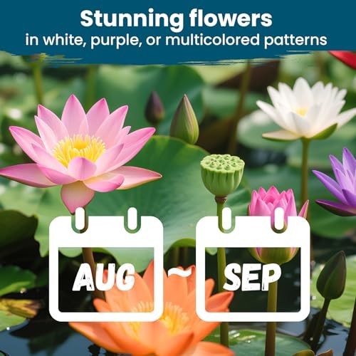 60 PCS Mixed Color Lotus Seeds for Planting in Water | Non-GMO Aquatic Plants fo