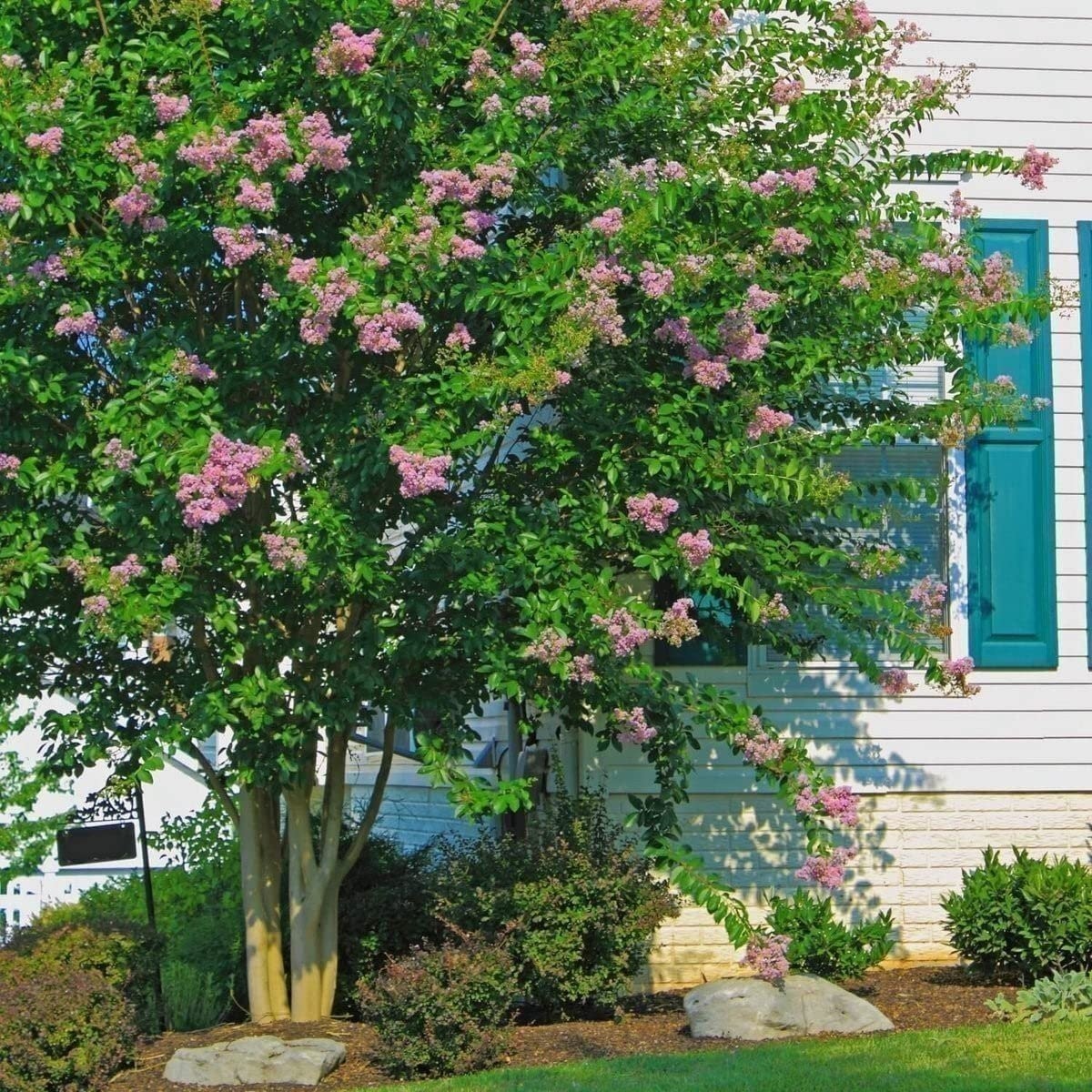 Crape Myrtle Muskogee | 2 Inch | Lagerstroemia Indica |Flowering Summer Blooms