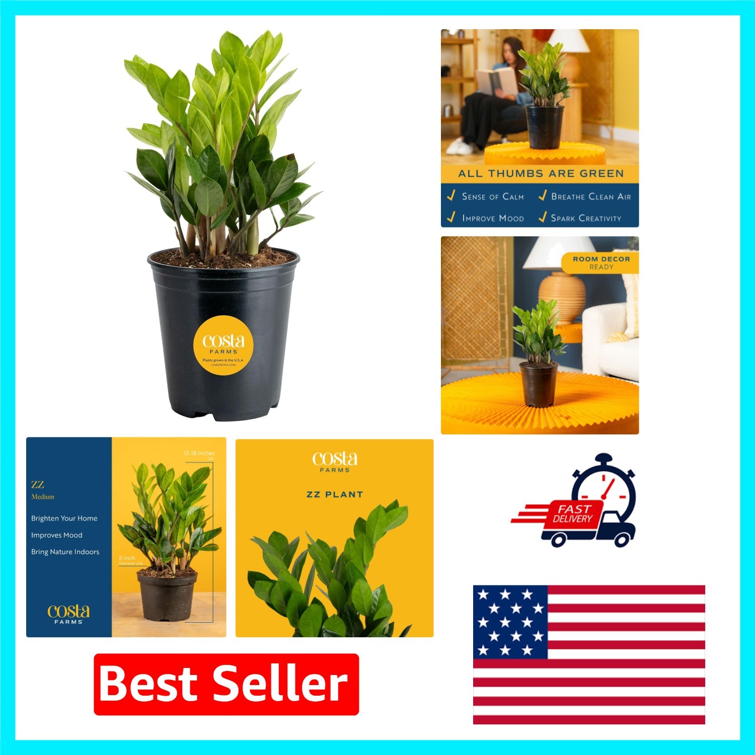 Sleek ZZ Plant – Air Purifying Indoor Decorative Houseplant, Easy Care 12-20 In