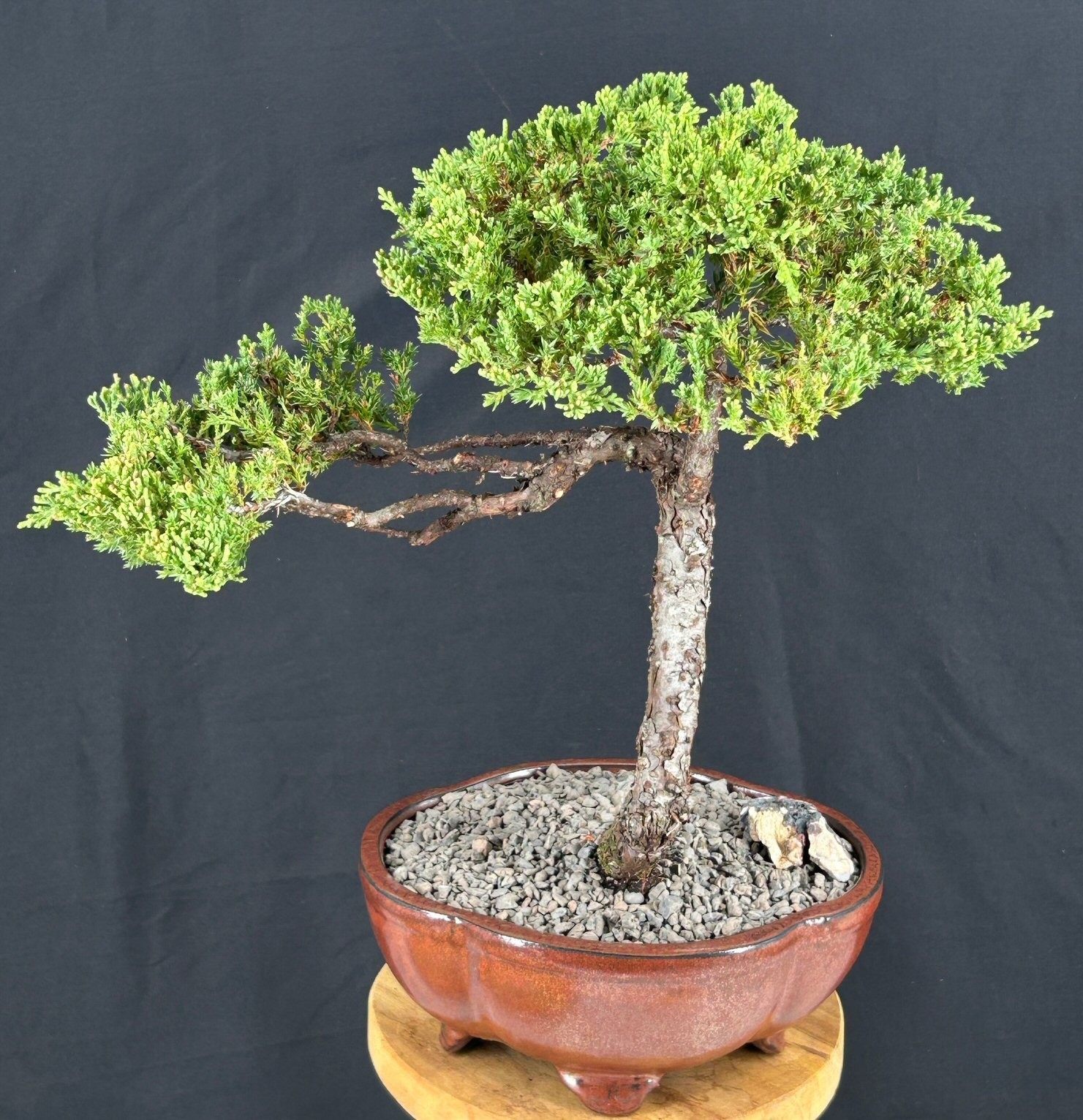 Trained Juniper Bonsai Tree 15″H Outdoor Finished Juniper Procumbens Nana Plant