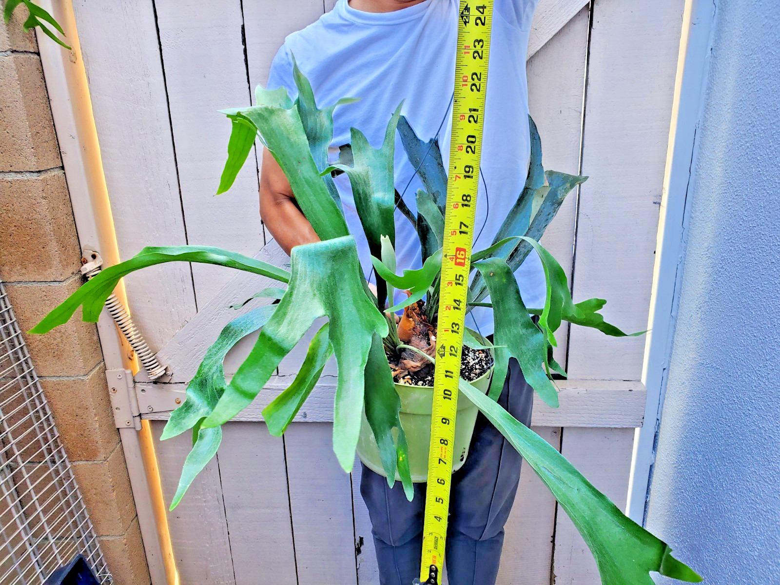 Platycerium bifurcatum Dutch Staghorn Fern Plant