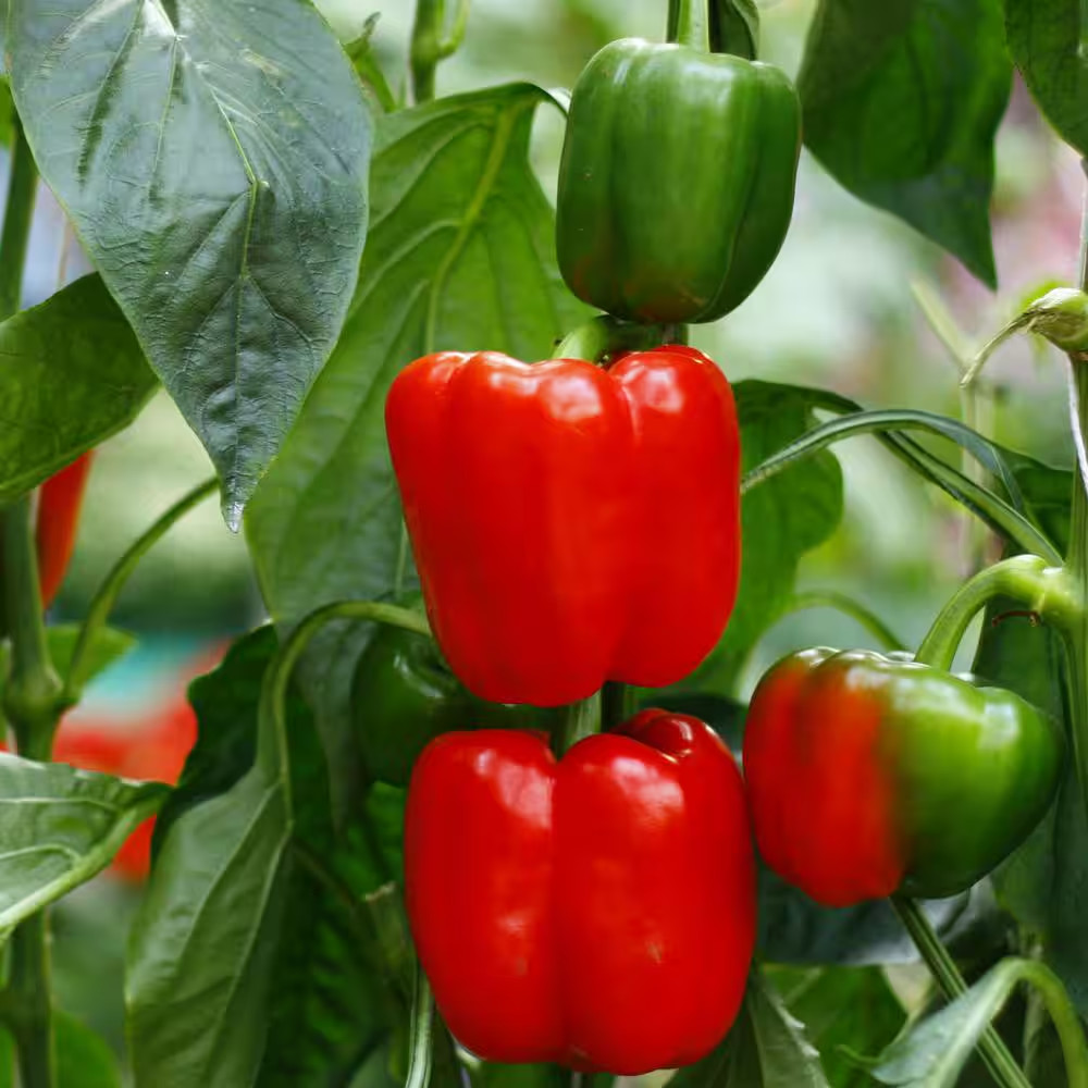 19 Oz. Sweet Red Bell Pepper Plant (2-Pack)