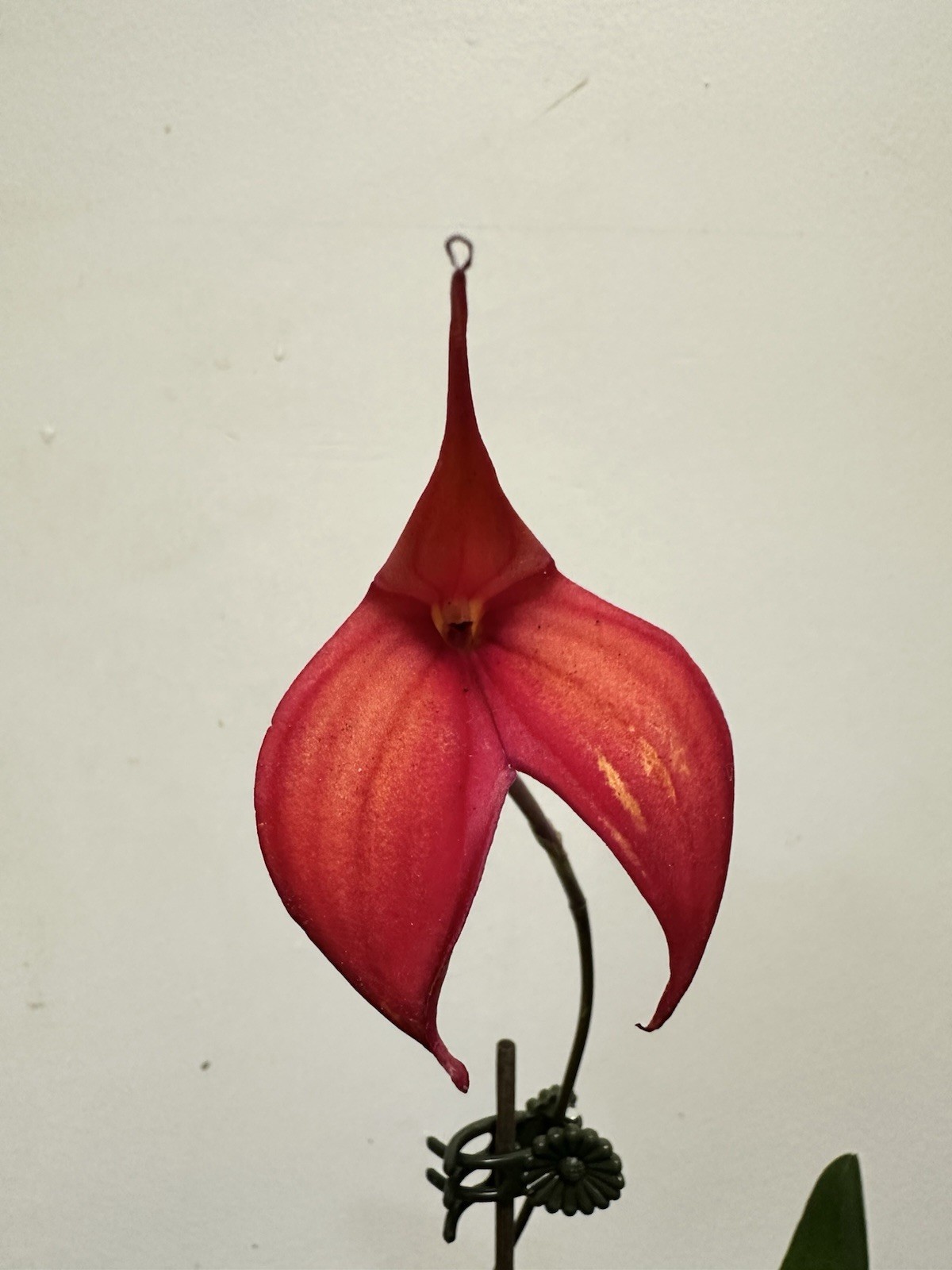 Masdevallias Orchids Plants
