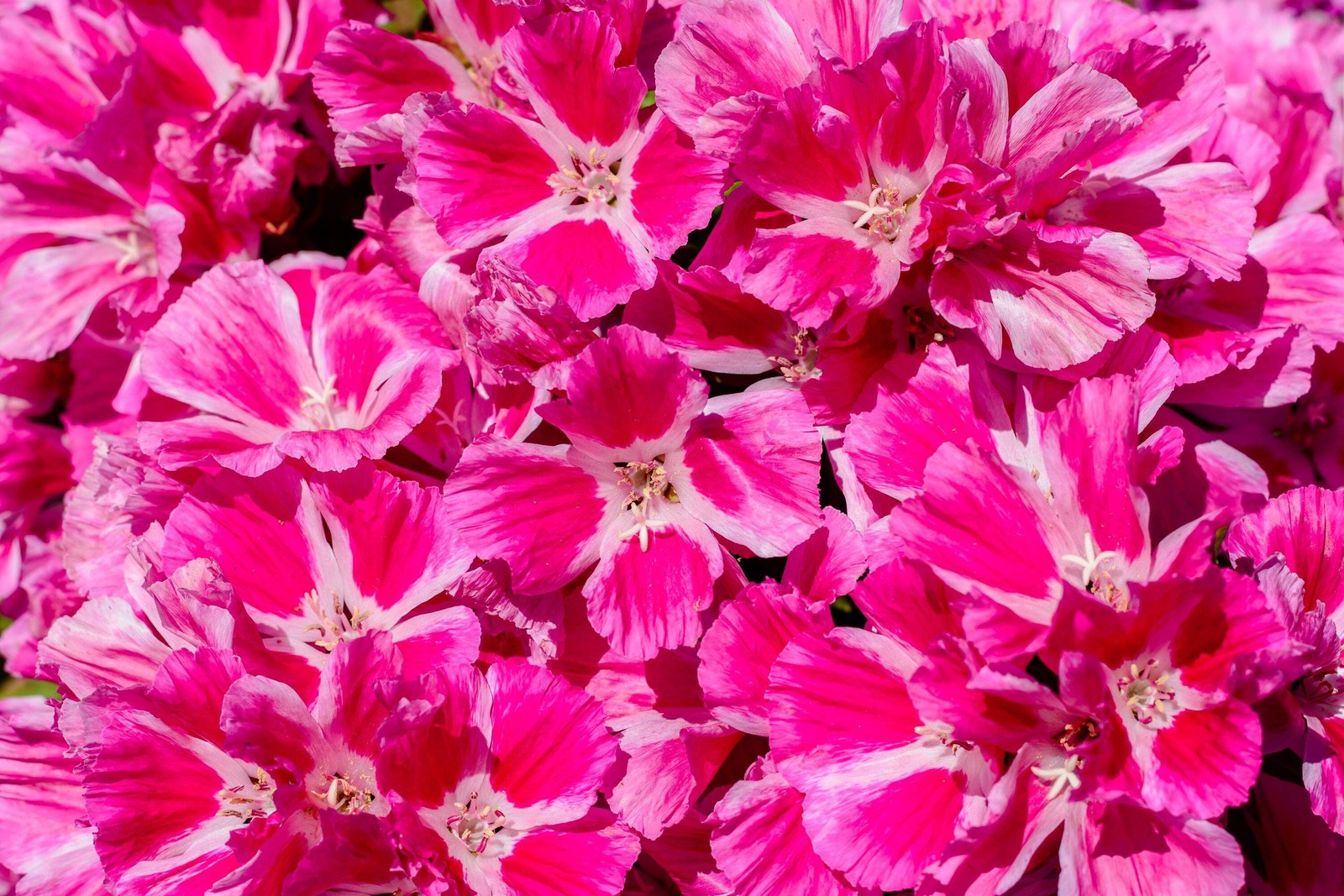 500 Pink FAREWELL TO SPRING Clarkia Elegans 2 Tone Striped Flower Seeds *Flat SH
