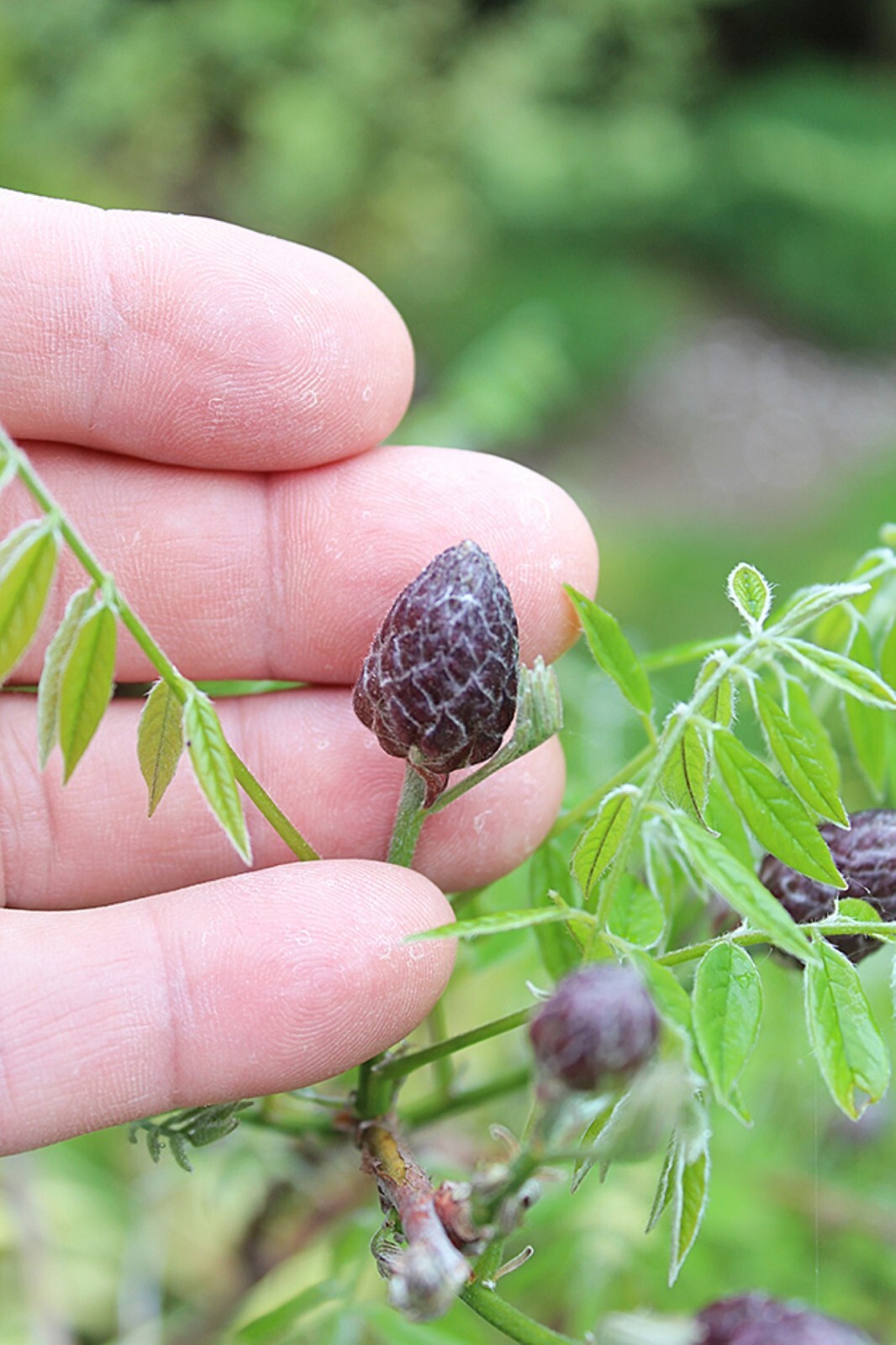 Wisteria frutescens ‘Amethyst Falls’, grafted 1 year old plant