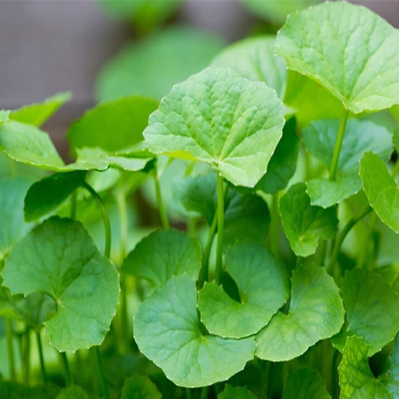 10x Live bare roots Pennywort , Gotu Kola , Centella asiatica, Rau Ma