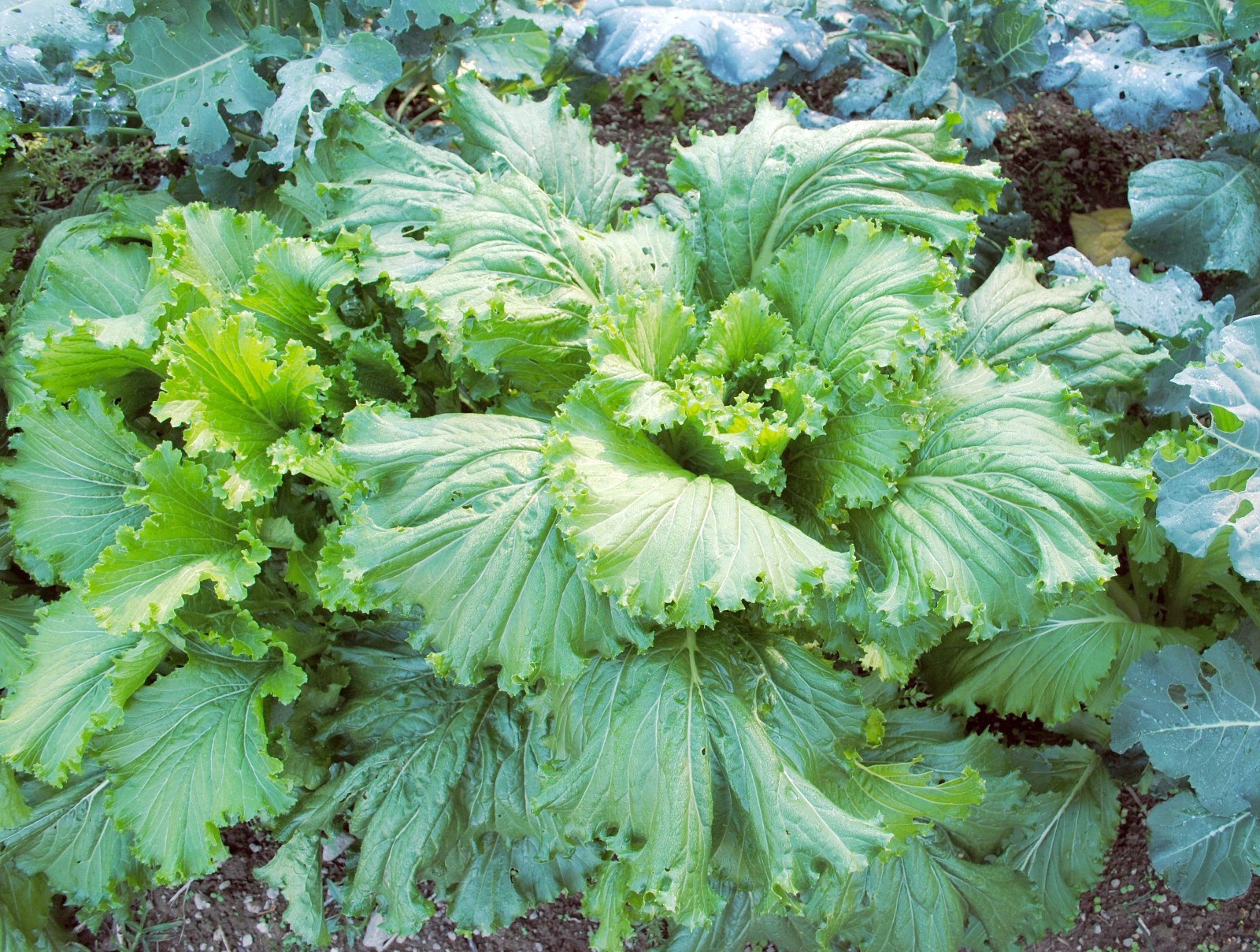 601+MICHIHILI Cabbage Seeds Organic Asian Spring Fall Vegetable Garden Container