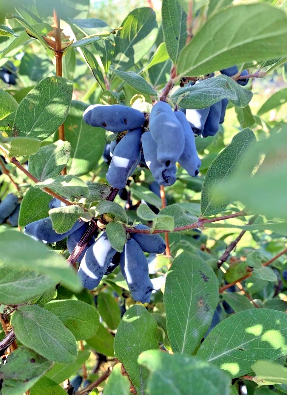 Honeyberry Seeds (Lonicera caerulea) Blue Honeysuckle Fruit Shrub Zone 2 Hardy
