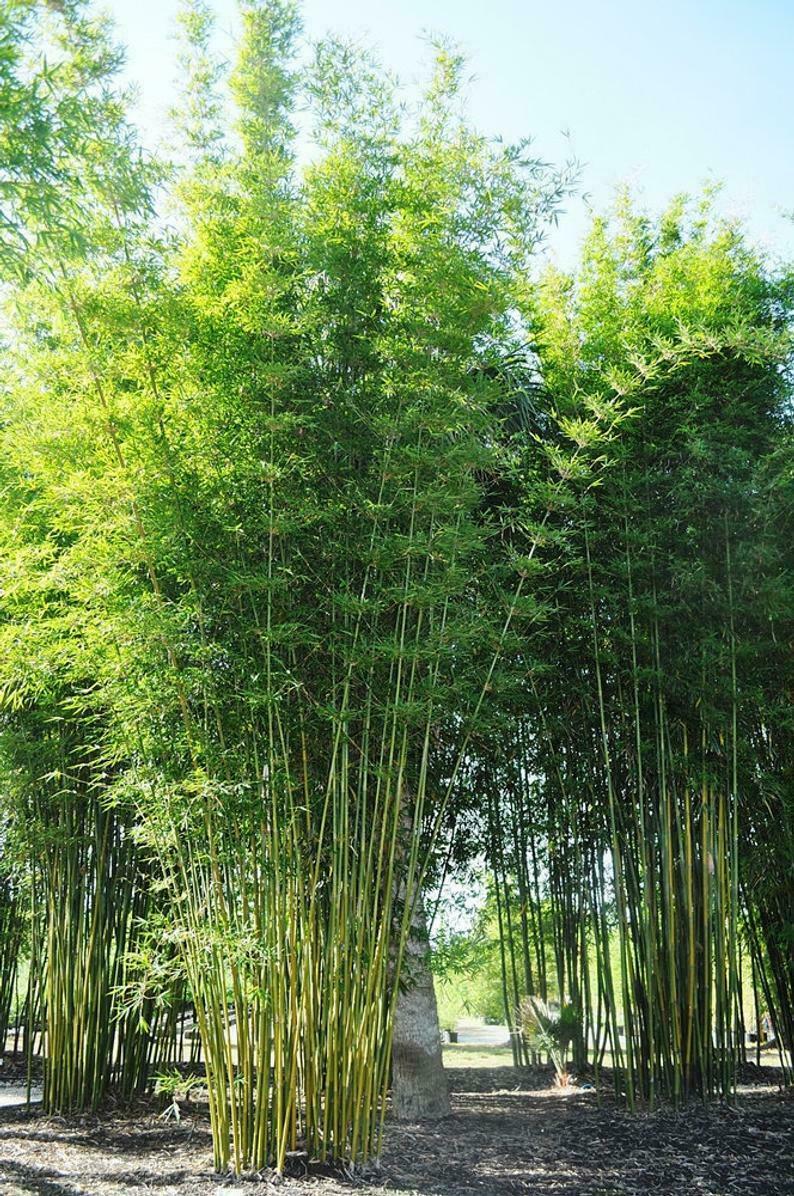 50 Bambusa Oldamii Bamboo Seeds Privacy Garden Clumping Shade