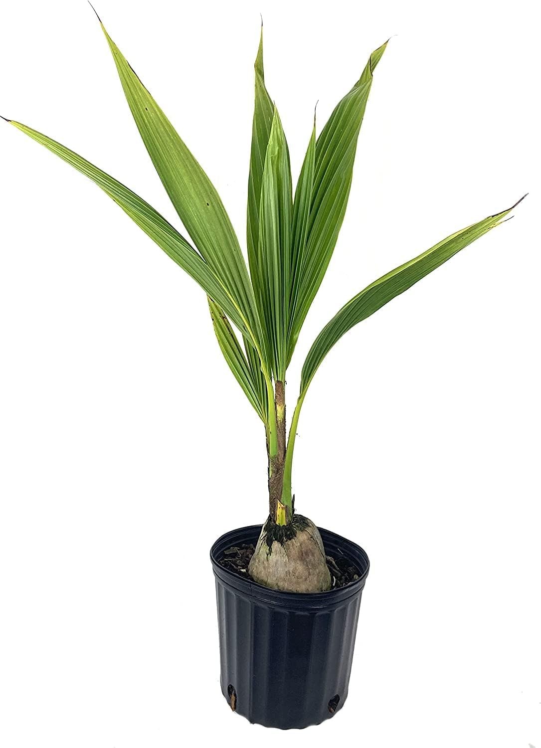 LIVE XL COCONUT PLANT Green Dwarf 1 – 3 Foot Cocos nucifera palm edible fruit