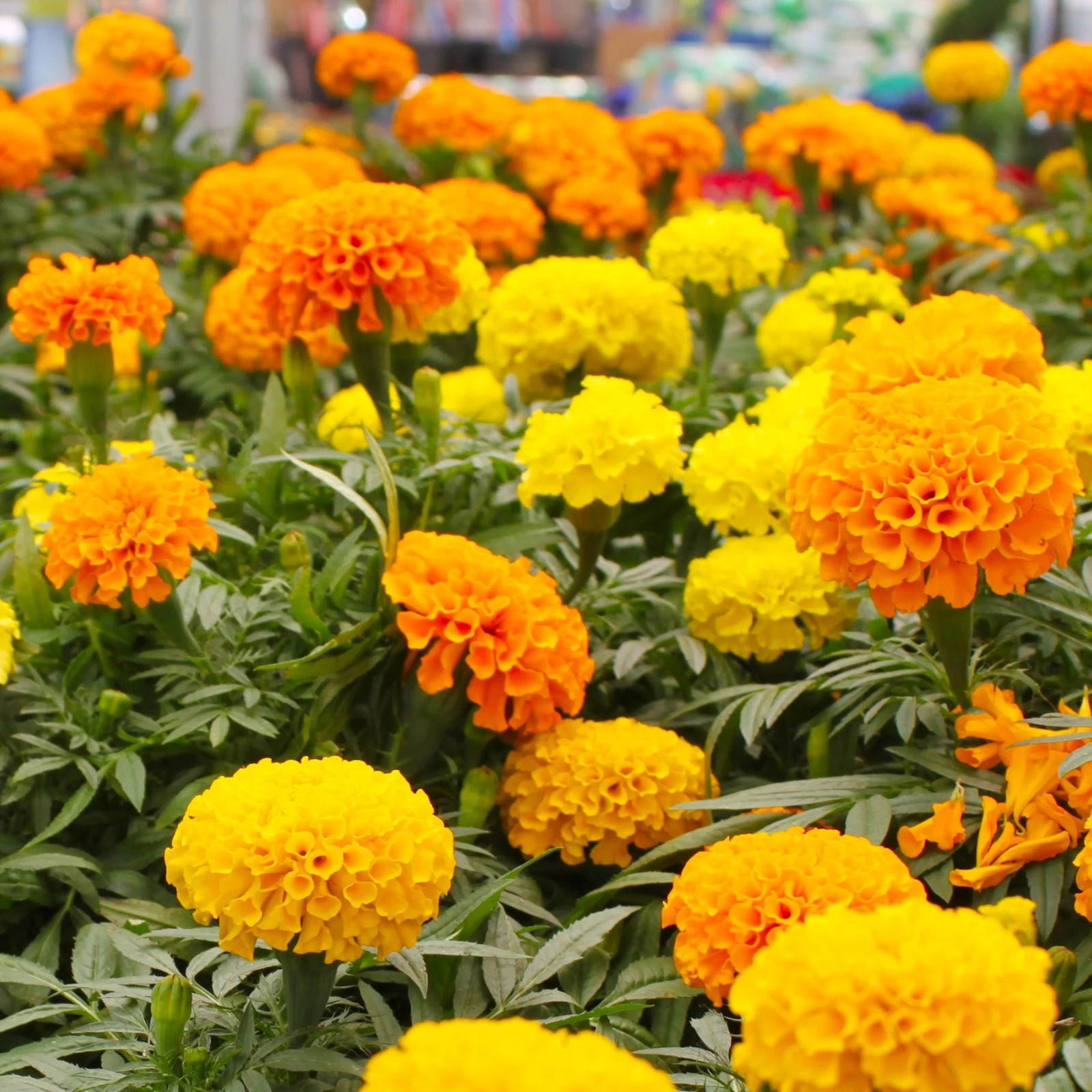 200+ AFRICAN MARIGOLD – CRACKERJACK MIX —- LARGE FLOWERS —- AAS AWARD WINNER