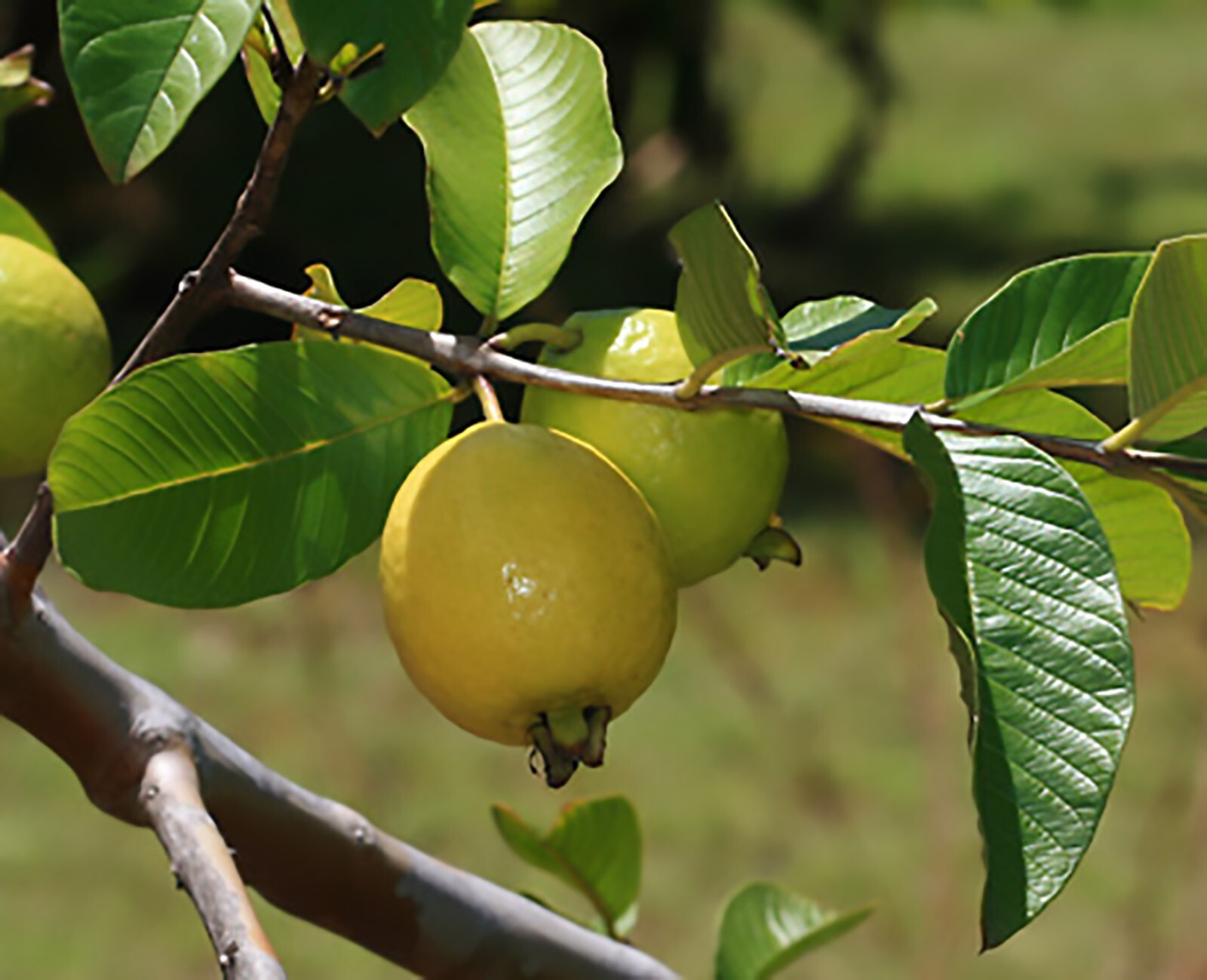 Guava, Psidium guajava, Tree Seeds