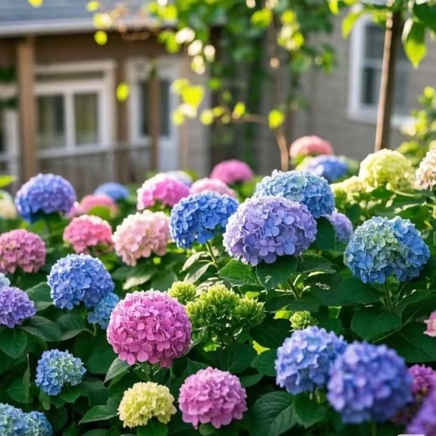 35 Mixed Color Hydrangea Seeds – Blue, Pink & Purple Blooming Flower Seeds for H