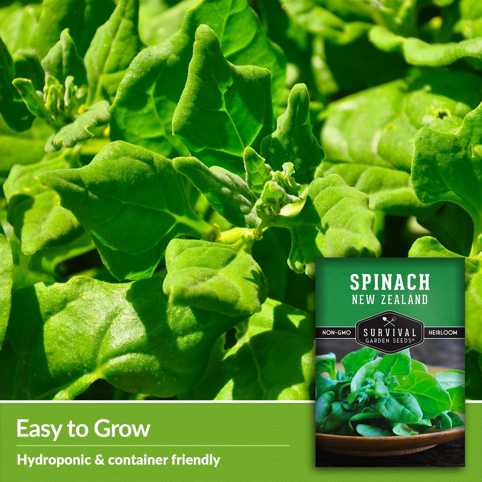 New Zealand Spinach Seeds for Planting | Heat Tolerant Summer Green