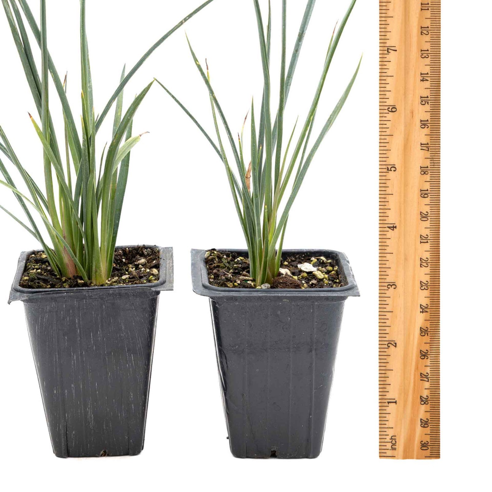2 Hesperaloe Red Yucca Plants in 3.5″ Cube-Live Evergreen Succulent (parviflora)