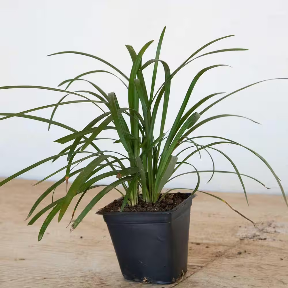 Big Blue Liriope 3 1/4 In. Pots (18-Pack) – Live Groundcover Grass