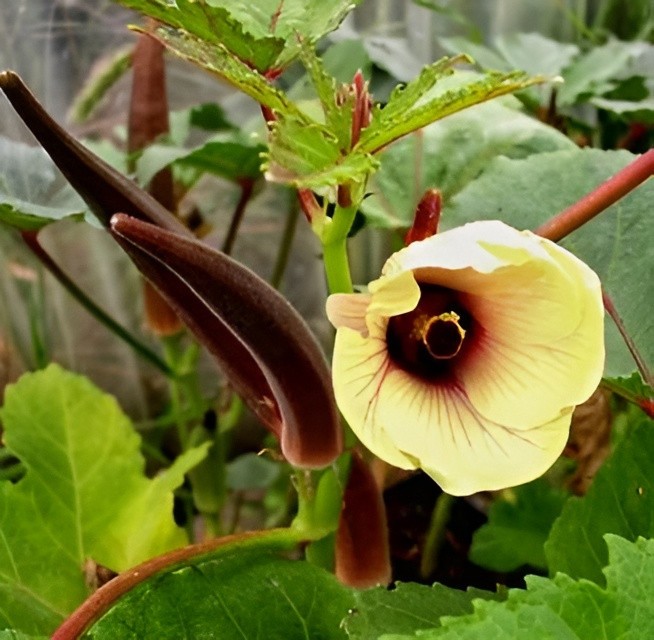 60 Heirloom Red Burgundy Okra Seeds – Tender Pods, Easy Harvest, Easy To Grow!