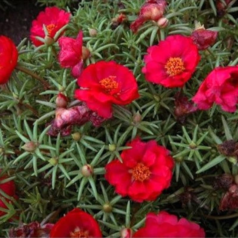 Portulaca Grandiflora, Double Moss Rose, Mix 500 Seeds Free Shipping!