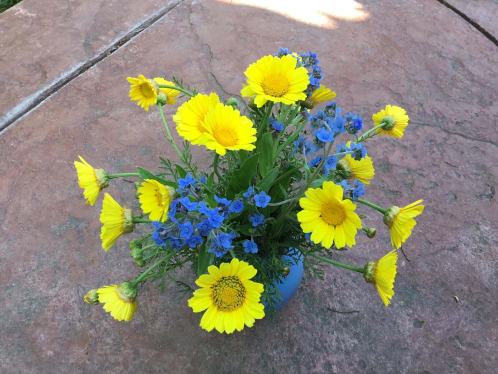 Flowers of Ukraine Flag Blue and Butter Yellow Seeds Forgetmenot and Daisy