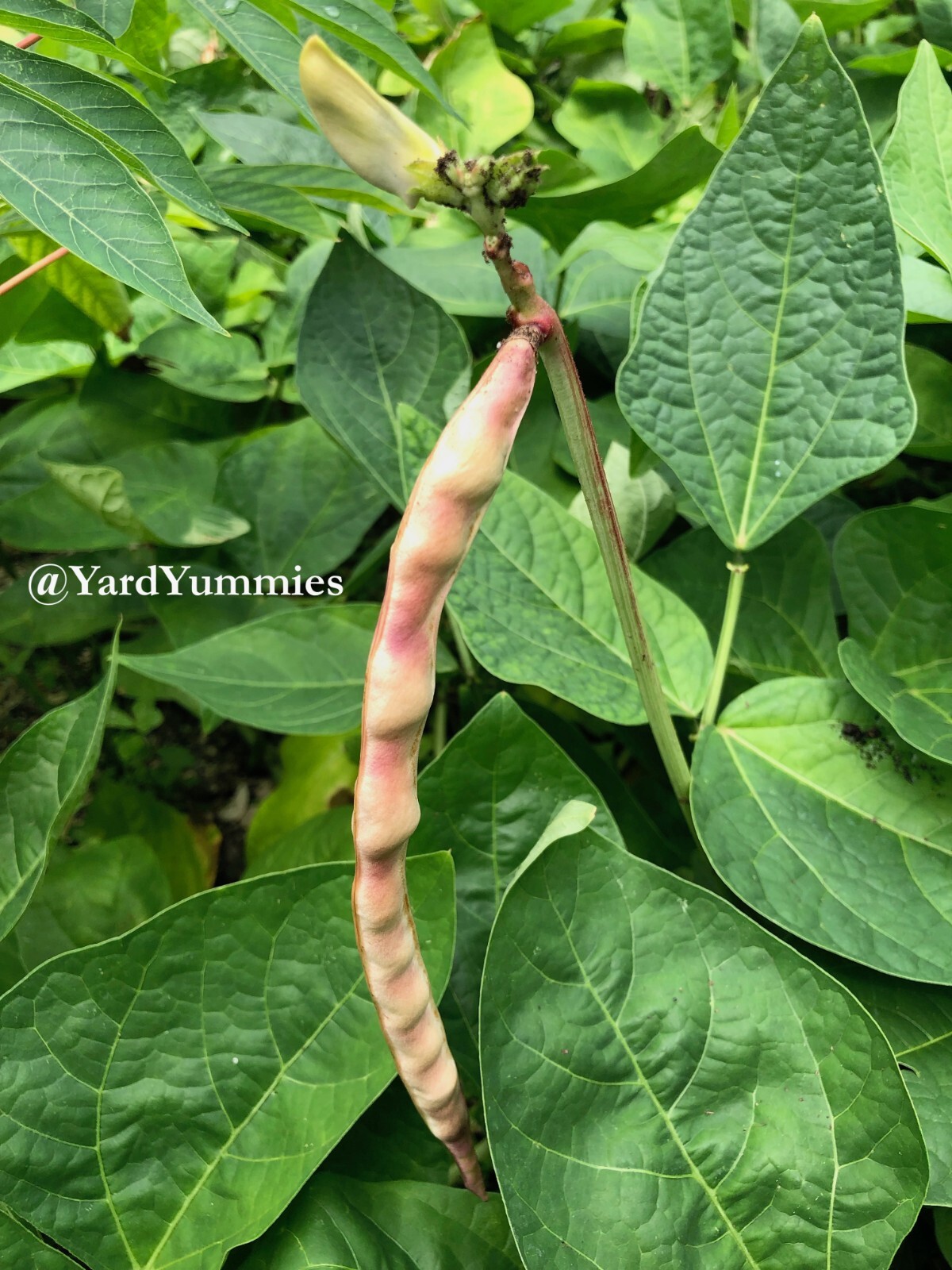 25 Mavuno Cowpea SEEDS Sprawling Cow pea Seeds Vigna unguiculata Cover Crop