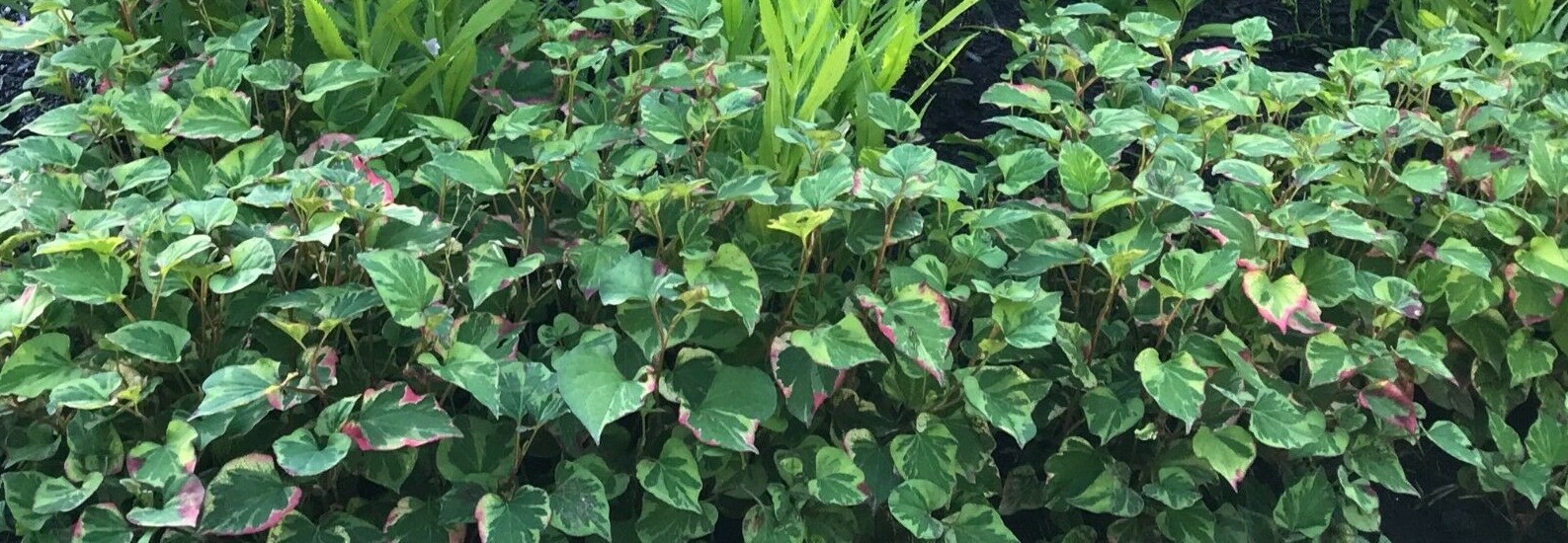 10 Houttuynia Cordata Chameleon Winter Hardy Aquatic Pond Bog Plant Bare Roots