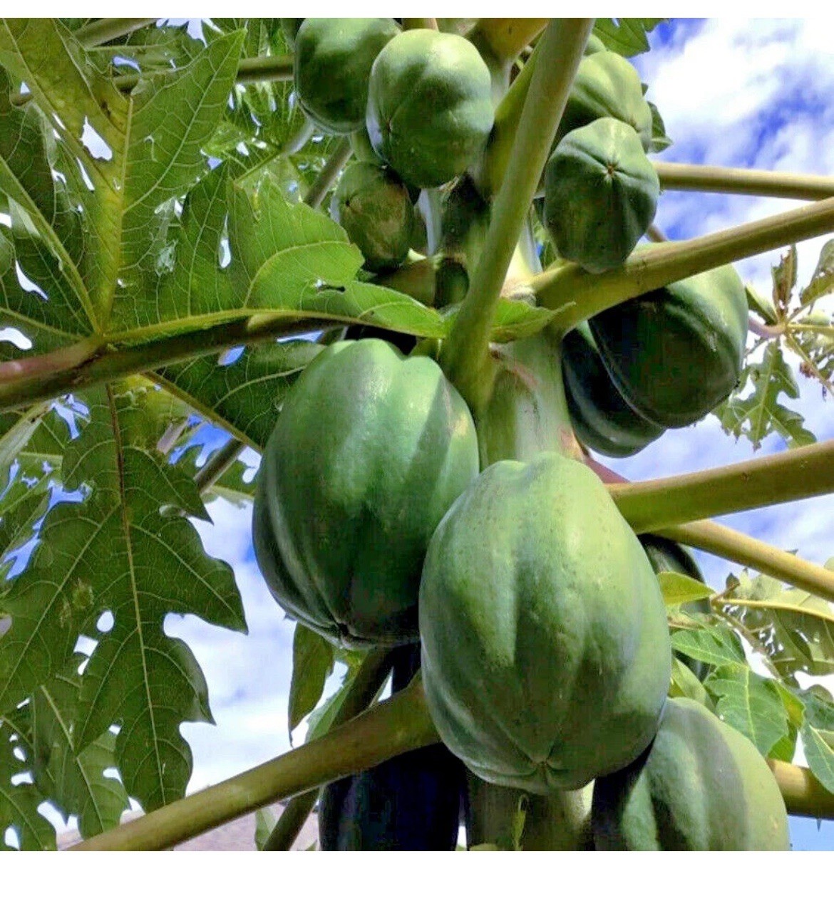 🟡Dwarf Solo Waimanalo Papaya Seeds 25ct 🌴Hawaiian Fast Fruit Houseplant