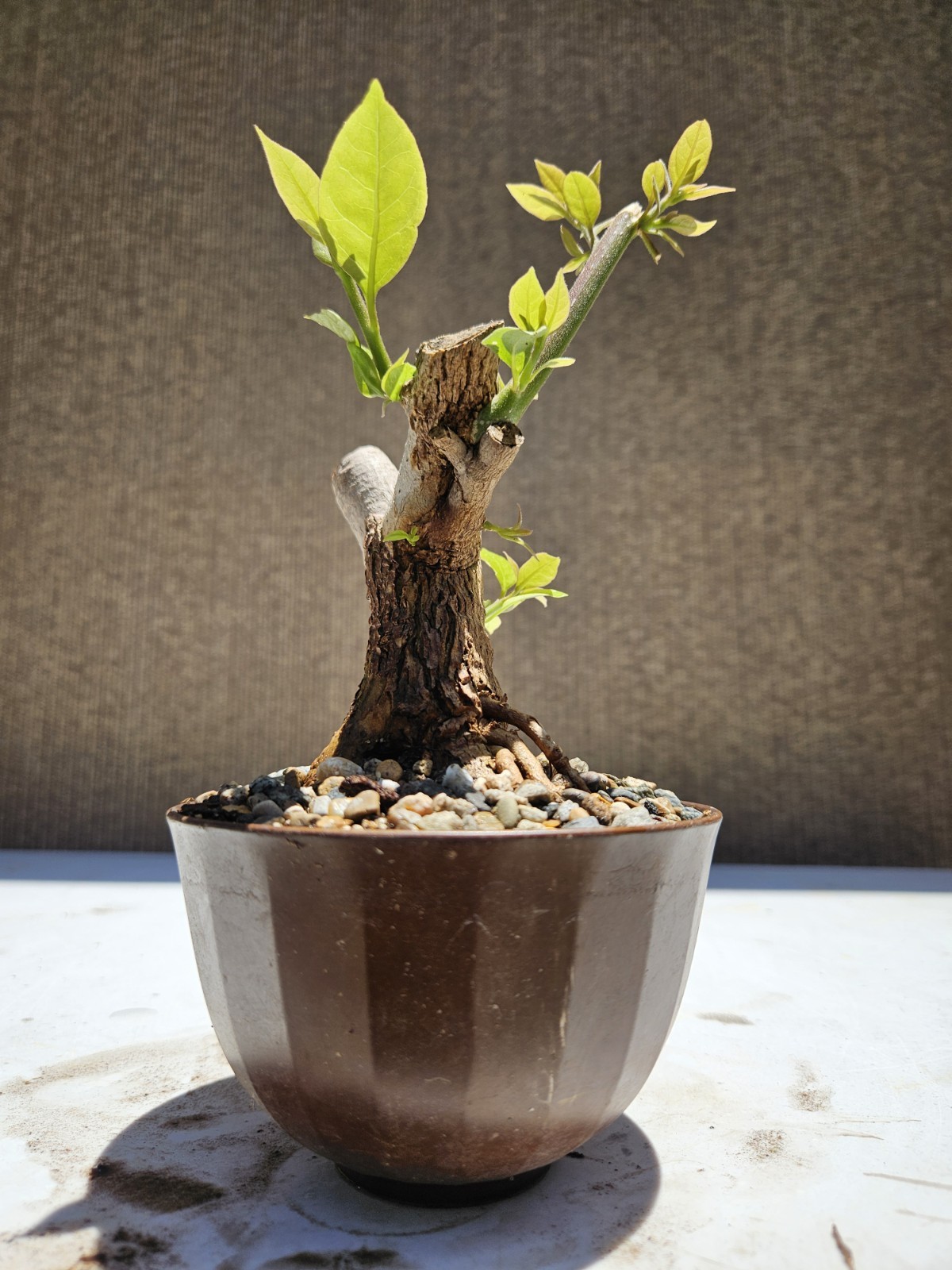 Bougainvillea Purple Bonsai Tree,,, SALE